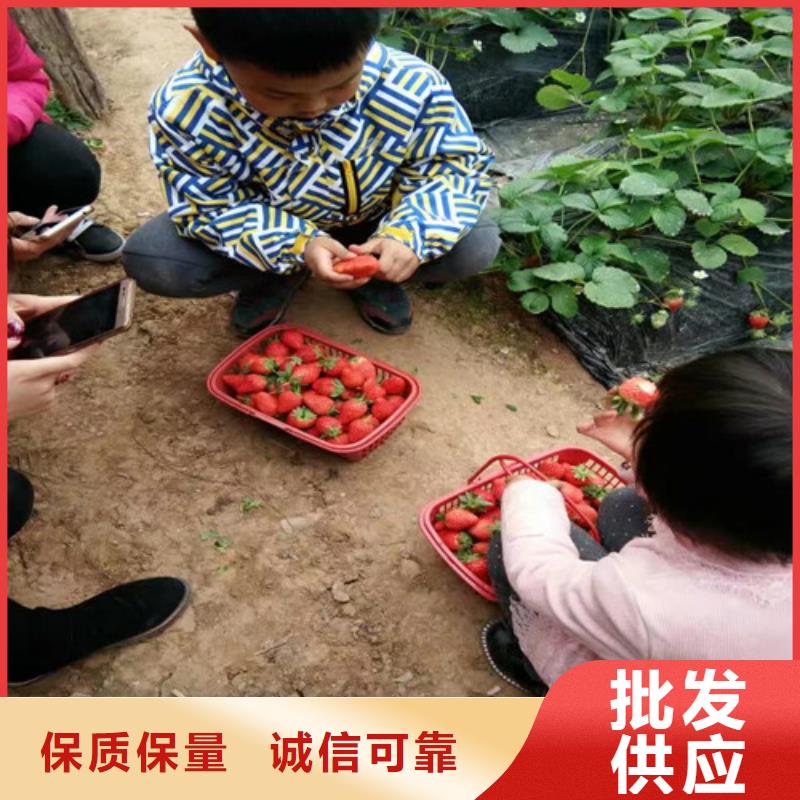 草莓苗-黄桃树苗品质过硬