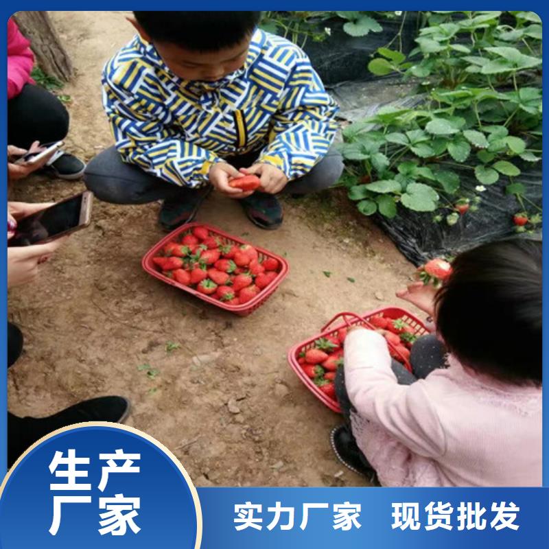 草莓苗-大红袍花椒苗源头直供
