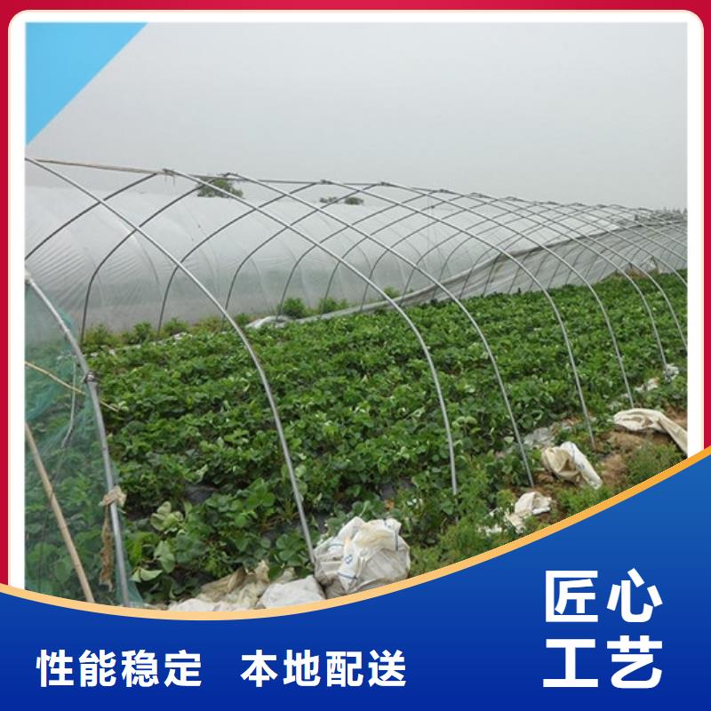 草莓苗【果树苗】质量安心