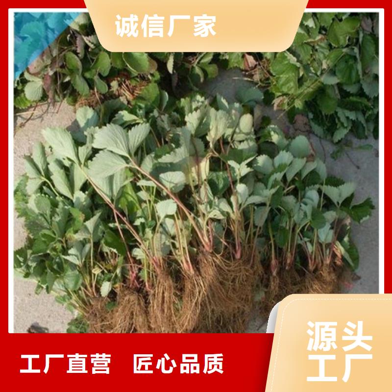 草莓苗_梨树苗基地质保一年