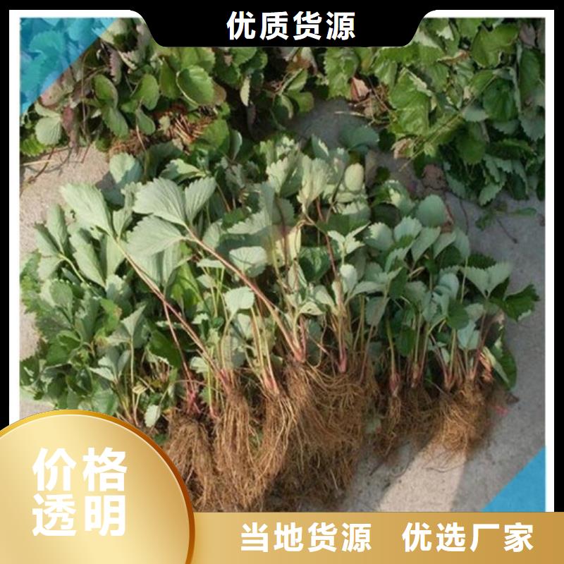 草莓苗苹果苗品质保证实力见证