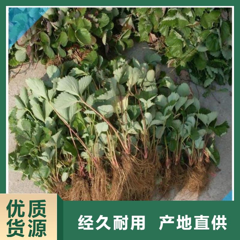 草莓苗甜柿子树苗拒绝差价