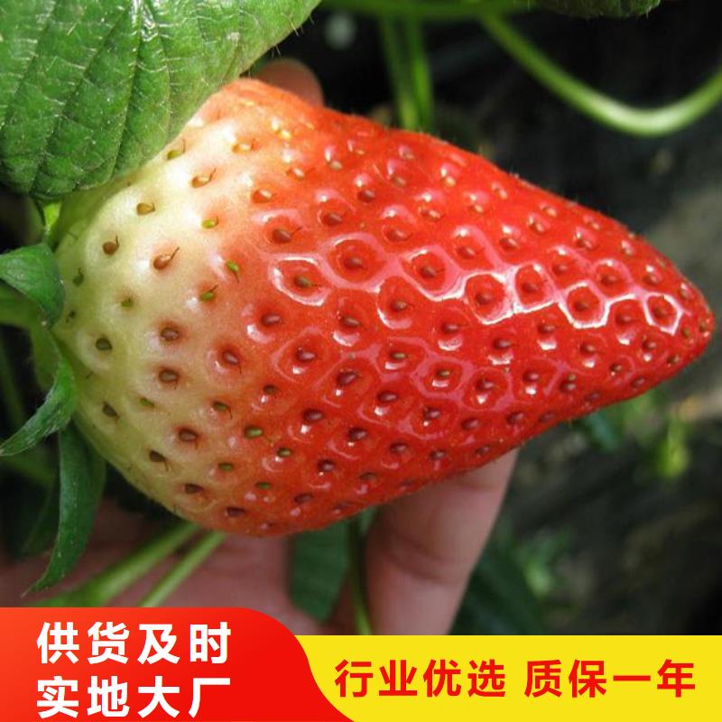 草莓苗 蓝宝石葡萄苗好品质用的放心