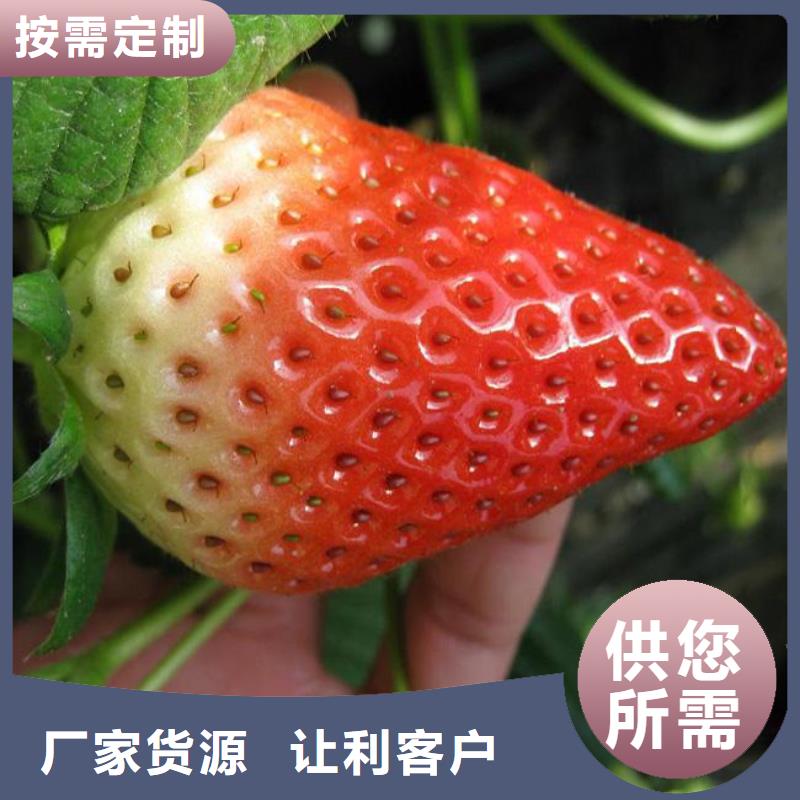 【草莓苗大棚草莓苗经销商】