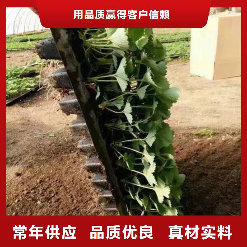 草莓苗果树苗助您降低采购成本