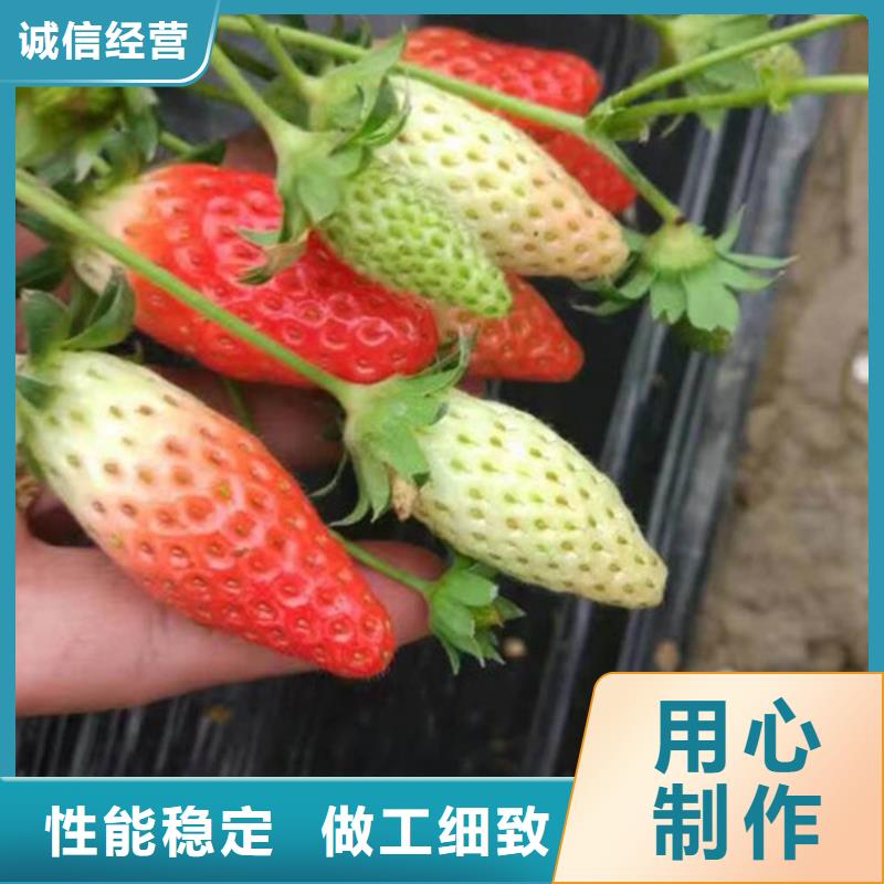草莓苗草莓苗价格闪电发货