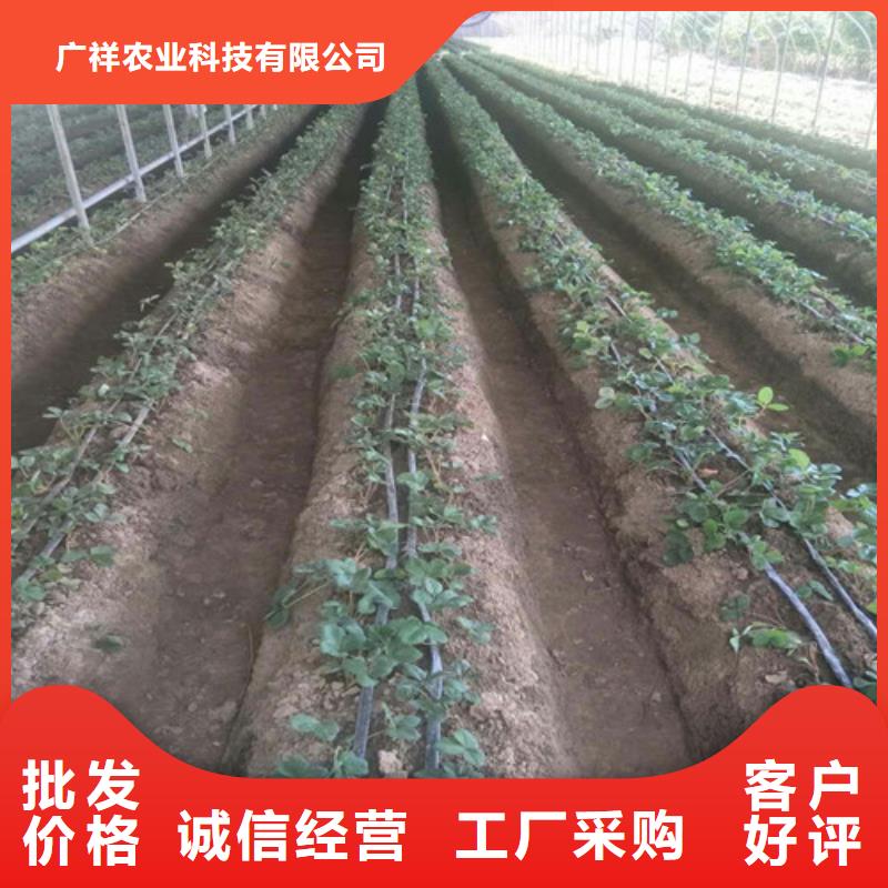 草莓苗草莓苗价格闪电发货