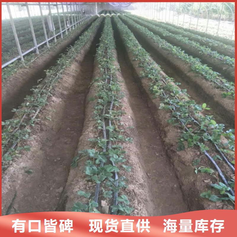 【草莓苗梨树苗基地质检严格放心品质】