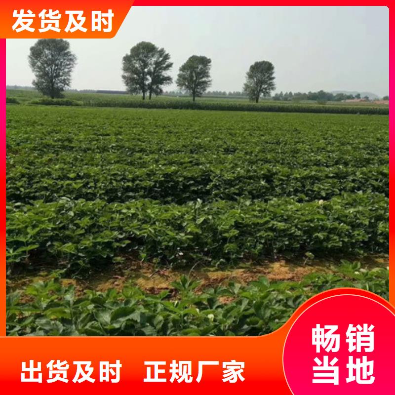 草莓苗,【阳光玫瑰葡萄树苗】生产型