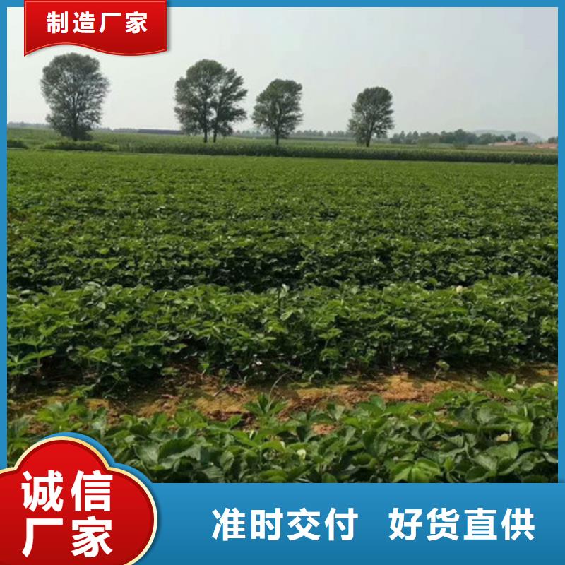 草莓苗草莓苗价格免费询价