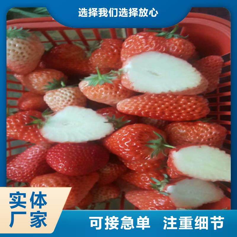 草莓苗黄金苹果树苗产地厂家直销