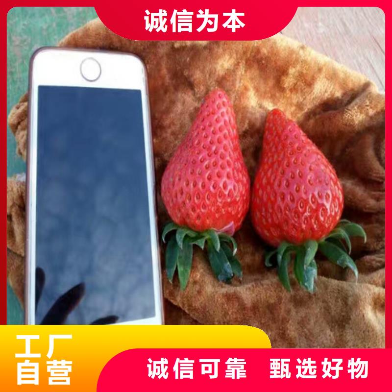 草莓苗桃树苗优良材质