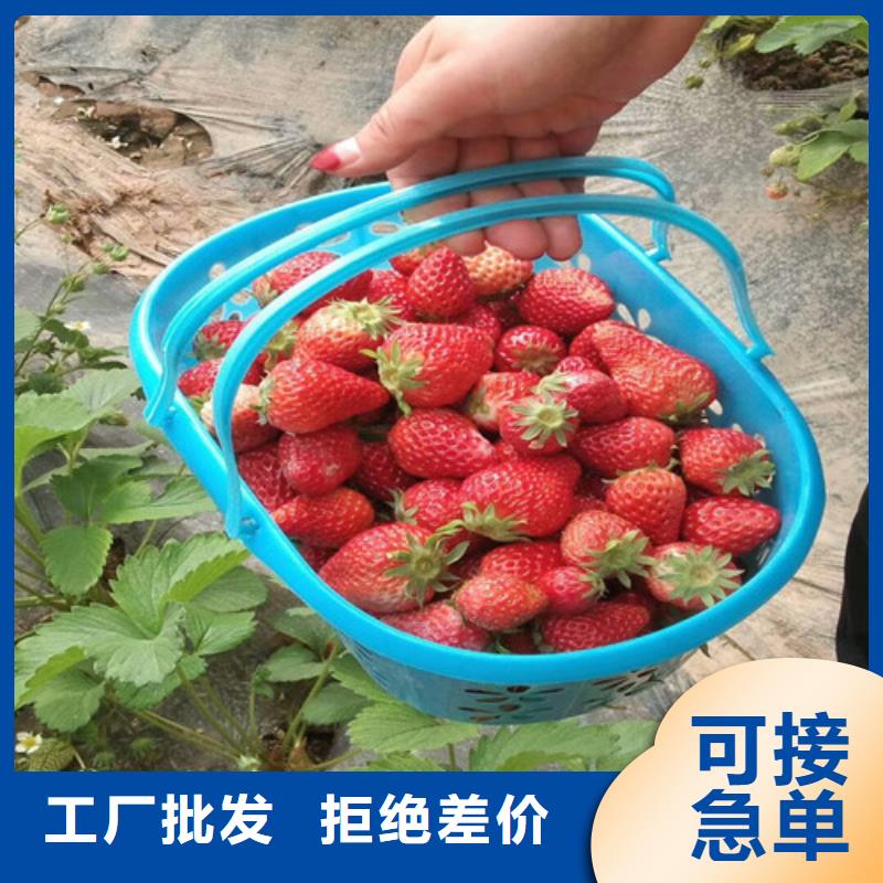 红颜草莓视频-湘潭市红颜草莓-附近可服务区域湘乡|韶山|岳阳|娄底|益阳|株洲|常德