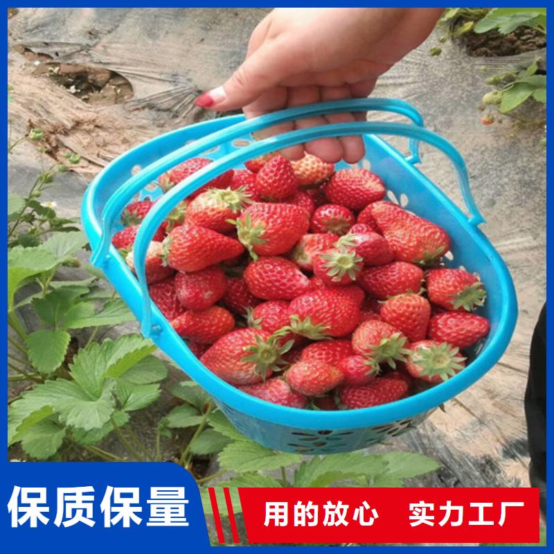 草莓苗 软籽石榴树苗做工精细