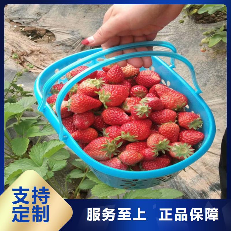 草莓苗果树苗批发基地支持货到付清
