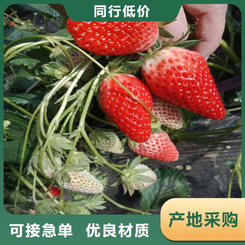 草莓苗草莓苗价格发货迅速