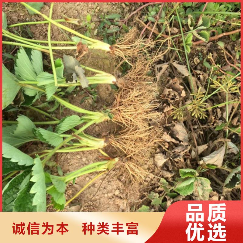 草莓苗蓝宝石葡萄树苗现货齐全售后无忧