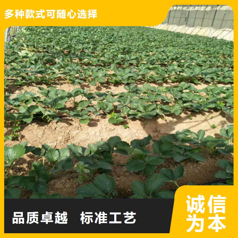 草莓苗甜柿子树苗拒绝差价