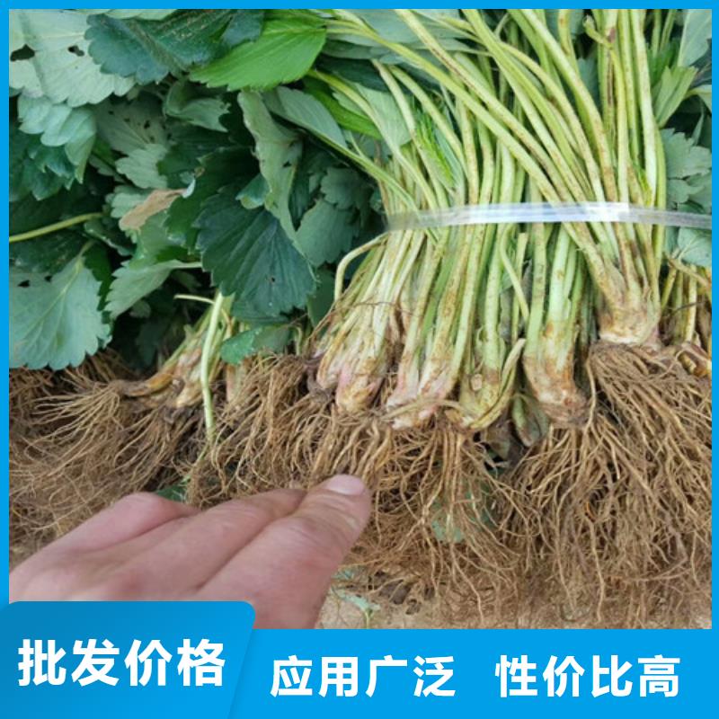 草莓苗梨树苗N年生产经验