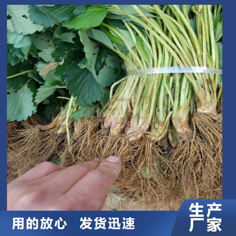 草莓苗樱桃苗可放心采购