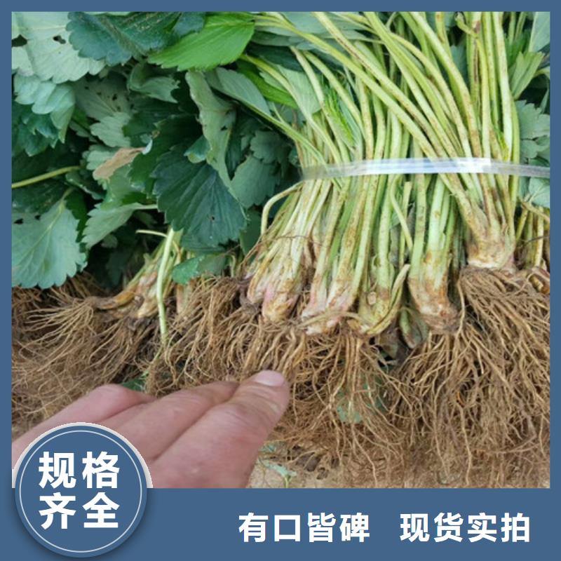 草莓苗 甜柿子树苗现货直发