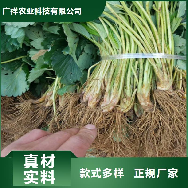 草莓苗,【阳光玫瑰葡萄树苗】生产型