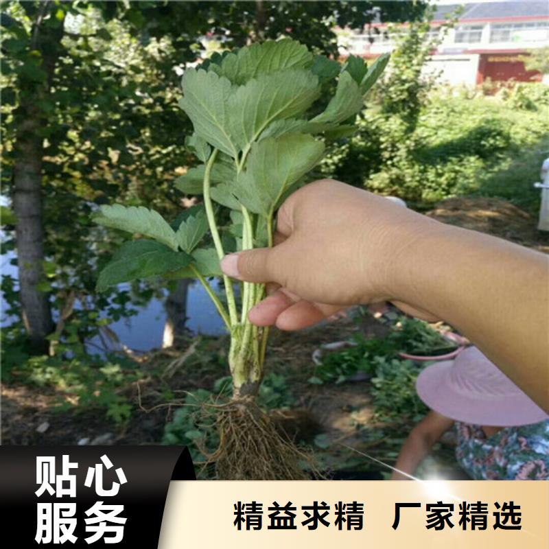 草莓苗【果树苗】质量安心