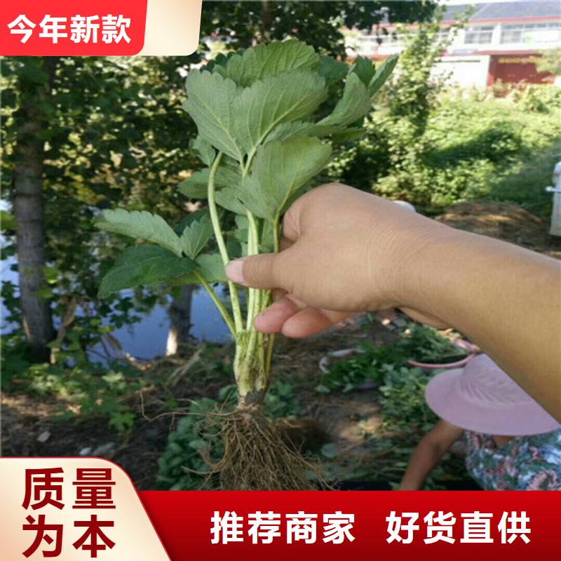 草莓苗黄金苹果树苗产地厂家直销