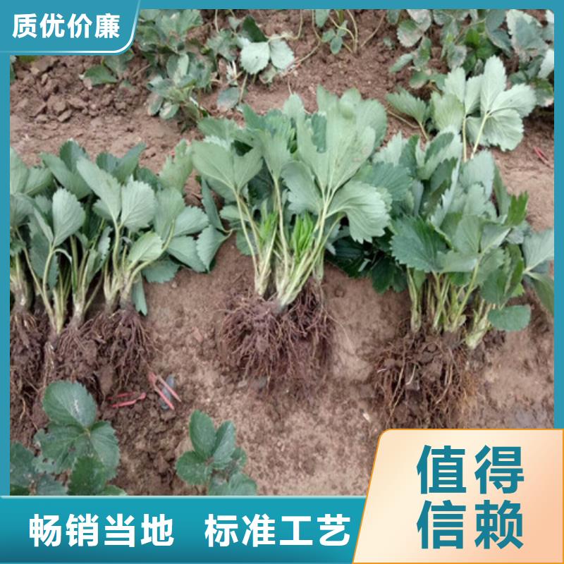 草莓苗香梨树苗真正的源头厂家