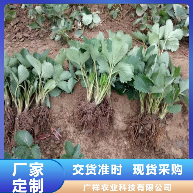 【草莓苗大棚草莓苗经销商】