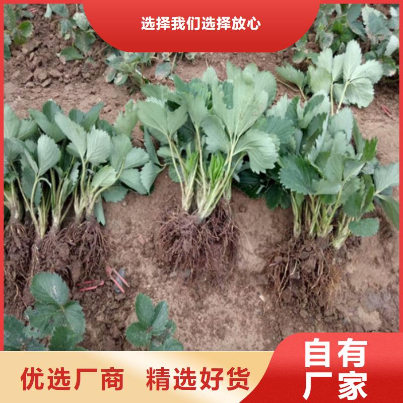 草莓苗【果树苗】质量安心