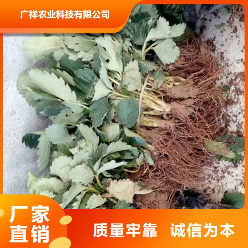 草莓苗,【草莓苗价格】注重细节