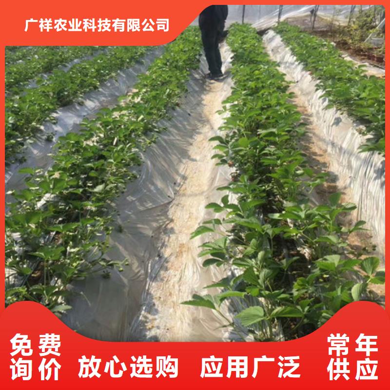 红颜草莓视频-湘潭市红颜草莓-附近可服务区域湘乡|韶山|岳阳|娄底|益阳|株洲|常德