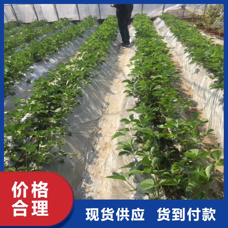 草莓苗香梨树苗真正的源头厂家