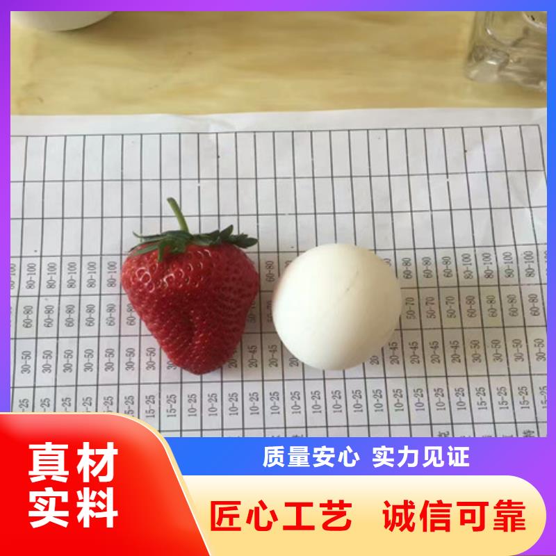 草莓苗葡萄苗基地为品质而生产