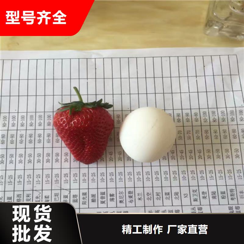 草莓苗-桃树苗追求细节品质