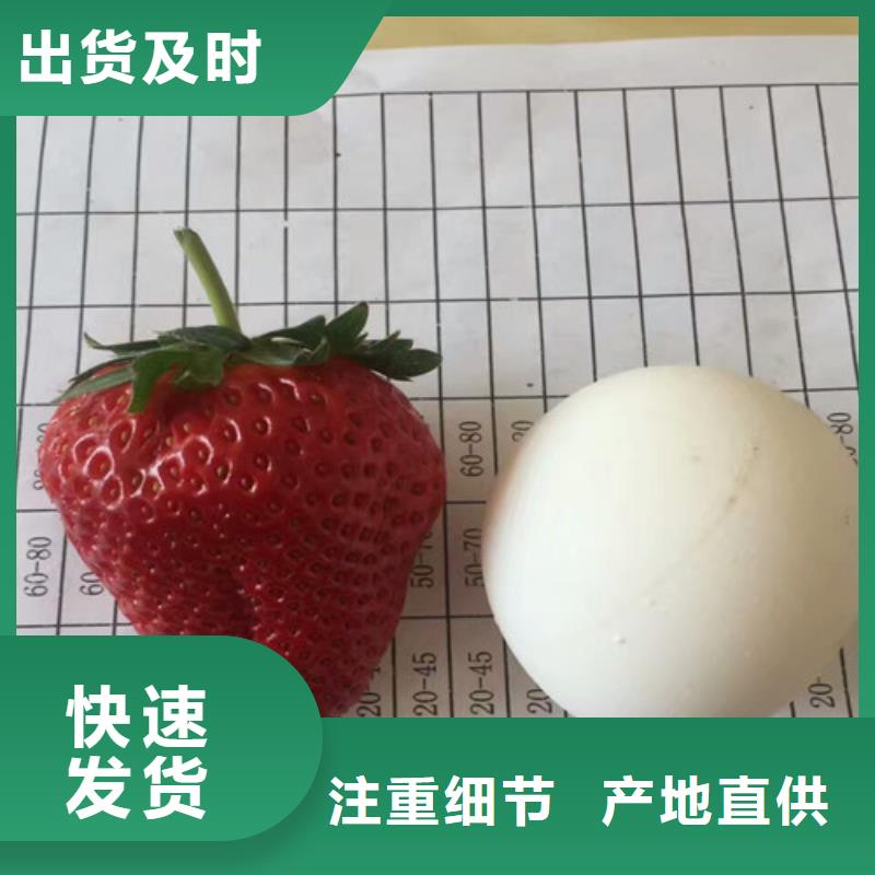 草莓苗草莓苗价格厂家货源稳定