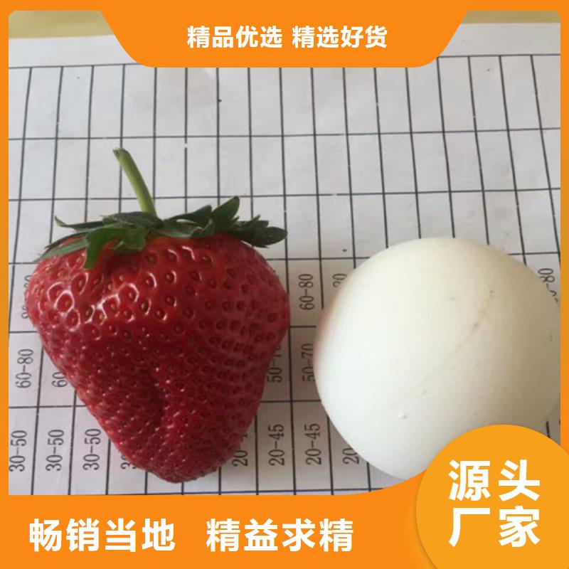 草莓苗香梨树苗真正的源头厂家