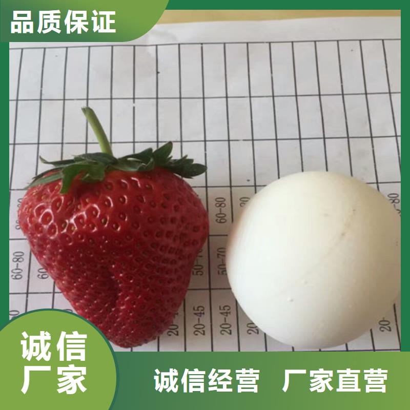 草莓苗果树苗批发基地支持货到付清