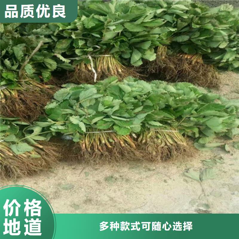 红颜草莓视频-咸宁|武汉|恩施|随州红颜草莓款式多样-广祥农业科技(湖北省分公司)