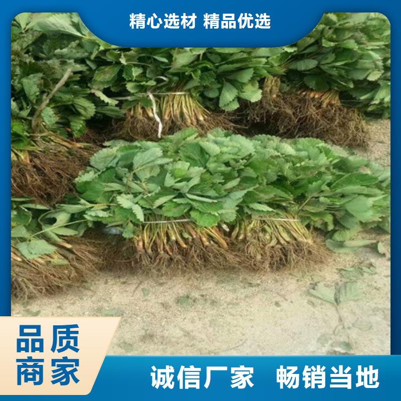 草莓苗苹果苗为您提供一站式采购服务