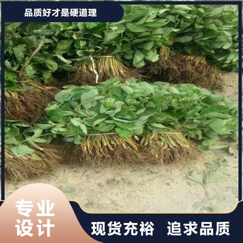 红颜草莓视频-湘潭市红颜草莓-附近可服务区域湘乡|韶山|岳阳|娄底|益阳|株洲|常德