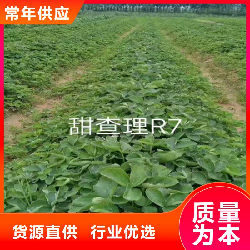 草莓苗葡萄苗基地为品质而生产