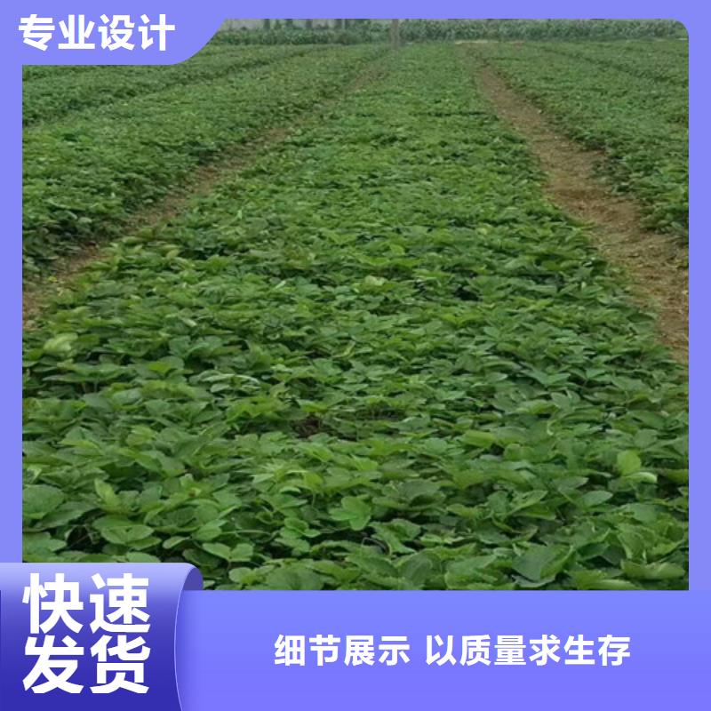 草莓苗无籽葡萄树苗48小时发货