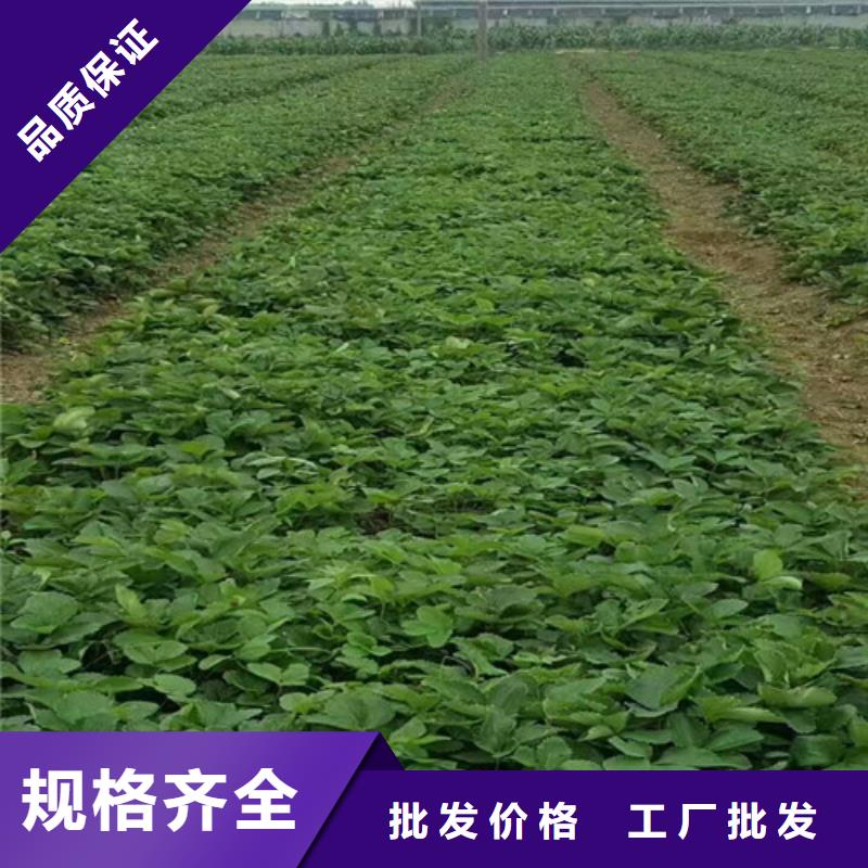 草莓苗无籽葡萄树苗款式多样
