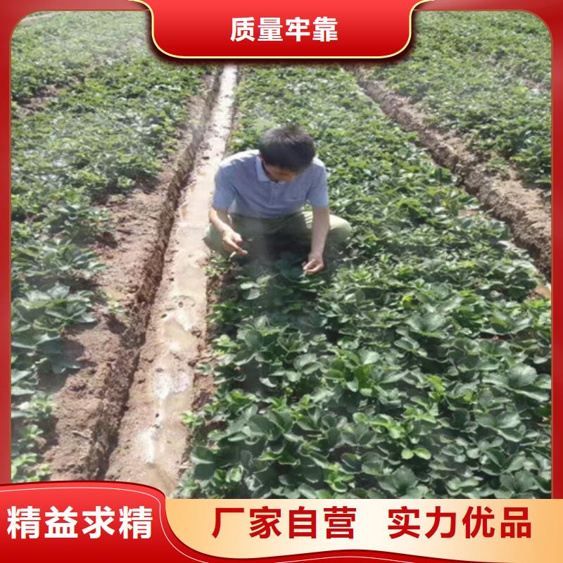红颜草莓视频-红颜草莓-新疆本土供应商-伊犁|乌鲁木齐|克拉玛依