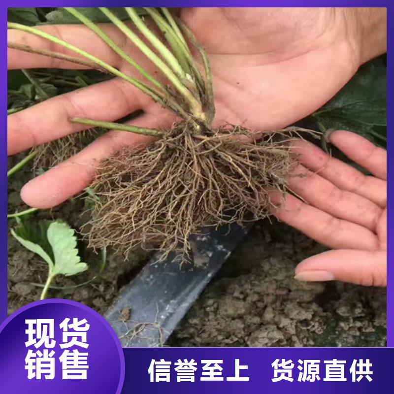 红颜草莓视频-咸宁|武汉|恩施|随州红颜草莓款式多样-广祥农业科技(湖北省分公司)