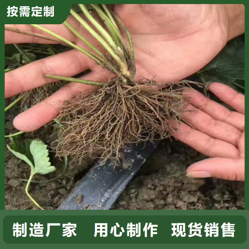 草莓苗【果树苗】质量安心