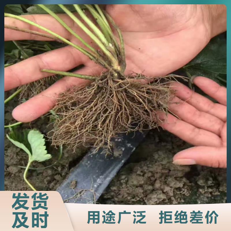 草莓苗果树苗来图来样定制