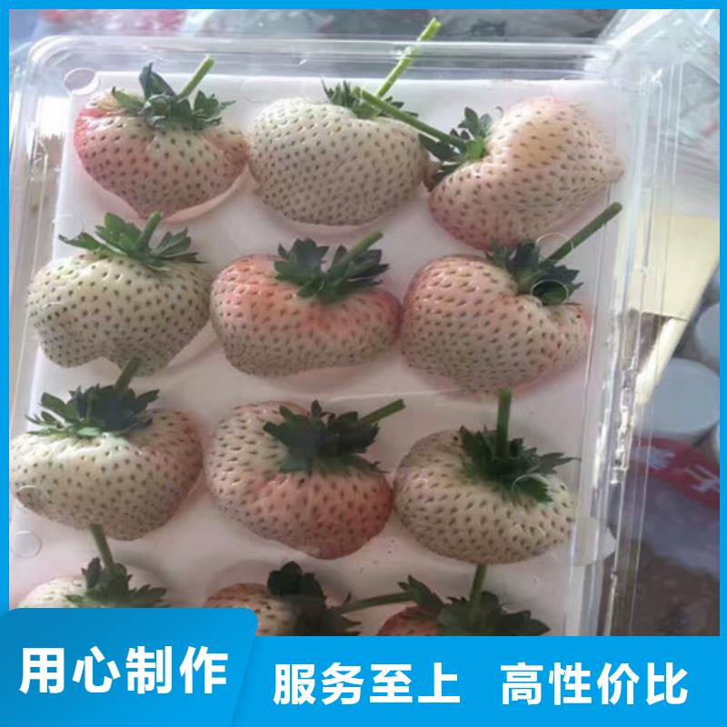 草莓苗蓝宝石葡萄苗源头厂家直销